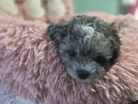 Tiny bear, hypoallergenic teddy bear, a male Peekapoo and Shihpoo for sale in Rockport, TX – Photo 5 of 6