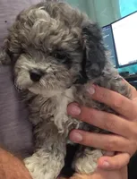 Tiny bear, hypoallergenic teddy bear, a male Peekapoo and Shihpoo for sale in Rockport, TX – Photo 6 of 6