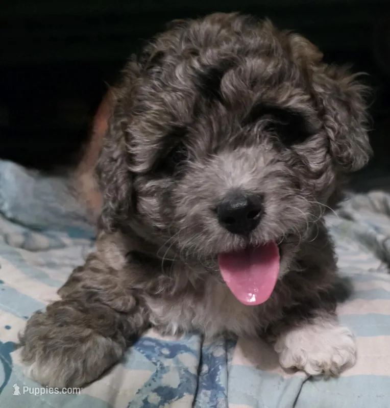 Brown teddy bear puppy – Peekapoo, Shihpoo puppy for sale in Rockport, TX