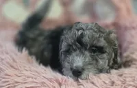 Brown teddy bear puppy, a male Peekapoo and Shihpoo for sale in Rockport, TX – Photo 1 of 4