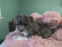 Brown teddy bear puppy, a male Peekapoo and Shihpoo for sale in Rockport, TX – Photo 2 of 4