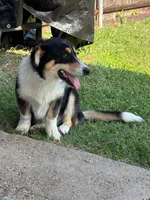 Remy (Remington), a male Pembroke Welsh Corgi for sale in Mesquite, TX – 2 of 3
