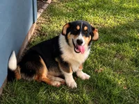 Remy (Remington), a male Pembroke Welsh Corgi for sale in Mesquite, TX – 3 of 3