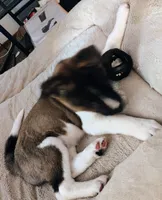 Hotchi, a female Alaskan Malamute for sale in Marysville, WA – 1 of 4