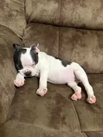 CREED, a male Boston Terrier for sale in Greenville, SC – 7 of 7