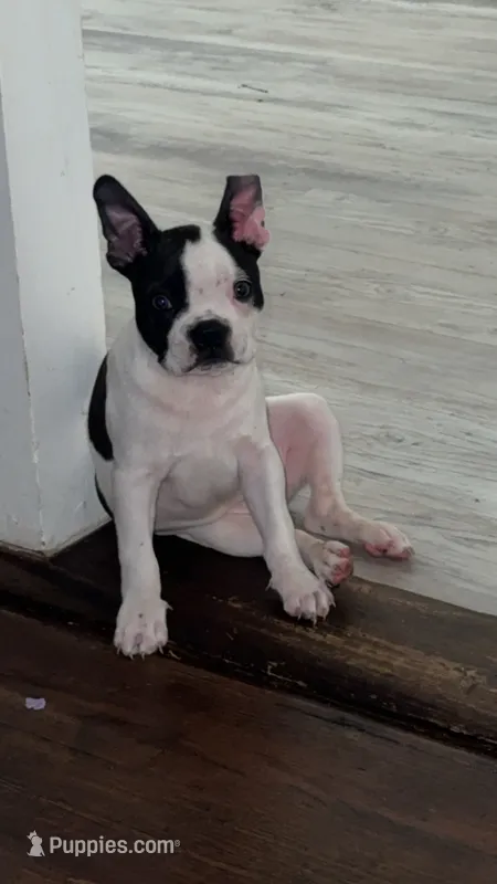 CREED, a male Boston Terrier for sale in Greenville, SC – 1 of 7