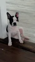 CREED, a male Boston Terrier for sale in Greenville, SC – 1 of 7