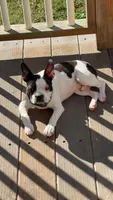 CREED, a male Boston Terrier for sale in Greenville, SC – 3 of 7