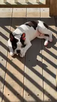 CREED, a male Boston Terrier for sale in Greenville, SC – 2 of 7