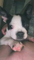CREED, a male Boston Terrier for sale in Greenville, SC – 4 of 7