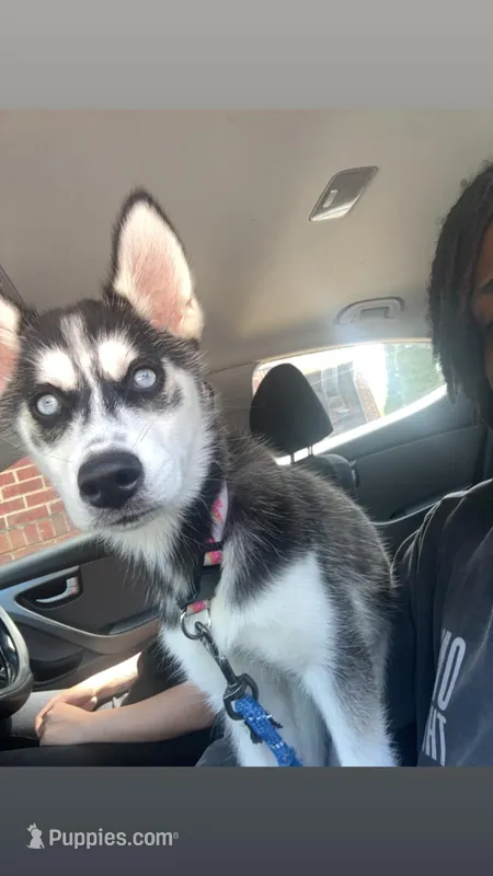 Sora – Siberian Husky puppy for sale in Greensboro, NC