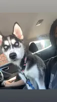 Sora, a female Siberian Husky for sale in Greensboro, NC – Photo 1 of 4