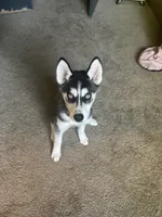 Sora, a female Siberian Husky for sale in Greensboro, NC – Photo 3 of 4