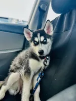 Sora, a female Siberian Husky for sale in Greensboro, NC – Photo 2 of 4