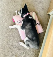 Sora, a female Siberian Husky for sale in Greensboro, NC – Photo 4 of 4