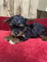 STAR , a female Yorkshire Terrier for sale in Lafayette, LA – 2 of 5