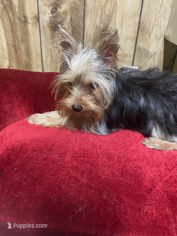 BEAU  – Yorkshire Terrier puppy for sale in Lafayette, LA