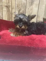 JIN  -TINY, a female Yorkshire Terrier for sale in Lafayette, LA – 4 of 4