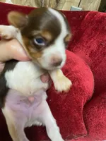 MUFFIN , a female Yorkshire Terrier for sale in Lafayette, LA – 2 of 2