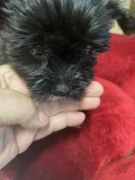 REBOK, a female Yorkshire Terrier for sale in Lafayette, LA – 2 of 5