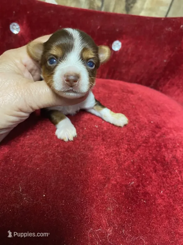CHANCE, a male Yorkshire Terrier for sale in Lafayette, LA – 1 of 5
