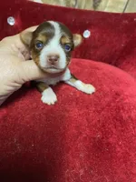 CHANCE, a male Yorkshire Terrier for sale in Lafayette, LA – 1 of 5