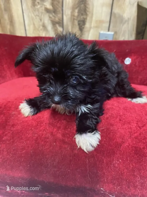REBOK – Yorkshire Terrier puppy for sale in Lafayette, LA