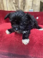 REBOK, a female Yorkshire Terrier for sale in Lafayette, LA – 1 of 5