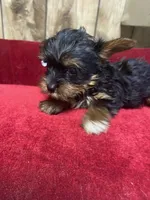 STAR , a female Yorkshire Terrier for sale in Lafayette, LA – 3 of 5