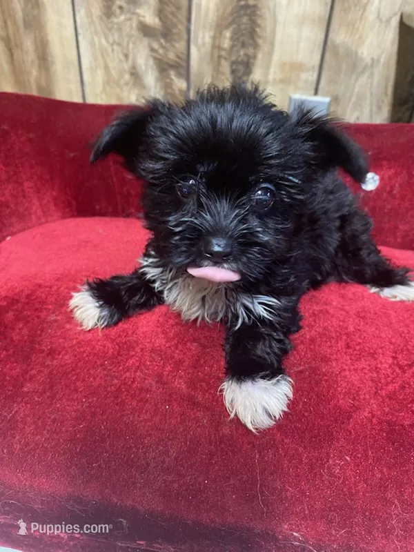 REBOK-TINY – Yorkshire Terrier puppy for sale in Lafayette, LA