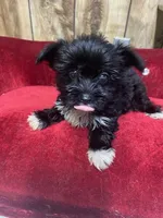 REBOK, a female Yorkshire Terrier for sale in Lafayette, LA – 5 of 5