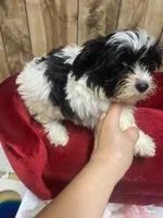 CHUCK , a male Yorkshire Terrier for sale in Lafayette, LA – 4 of 4