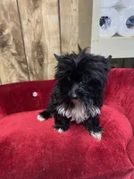 REBOK-TINY, a female Yorkshire Terrier for sale in Lafayette, LA – 2 of 2