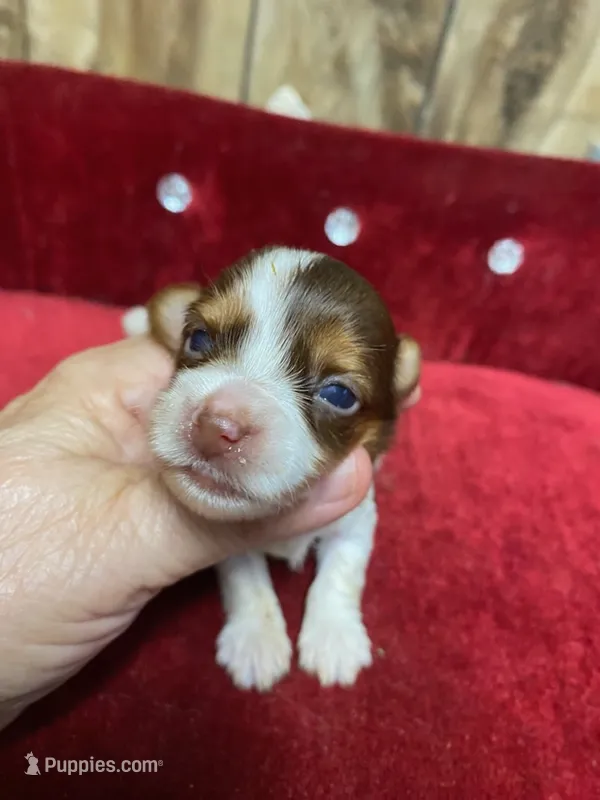 MUFFIN  – Yorkshire Terrier puppy for sale in Lafayette, LA