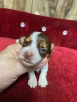 MUFFIN , a female Yorkshire Terrier for sale in Lafayette, LA – 1 of 2