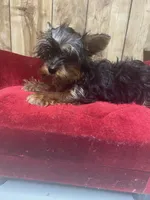 JIN  -TINY, a female Yorkshire Terrier for sale in Lafayette, LA – 3 of 4