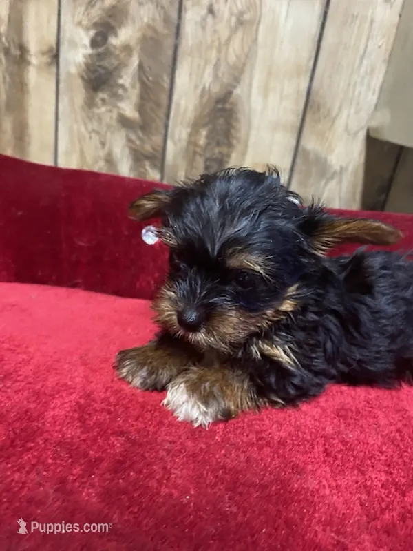 STAR  – Yorkshire Terrier puppy for sale in Lafayette, LA