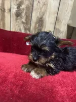 STAR , a female Yorkshire Terrier for sale in Lafayette, LA – 1 of 5