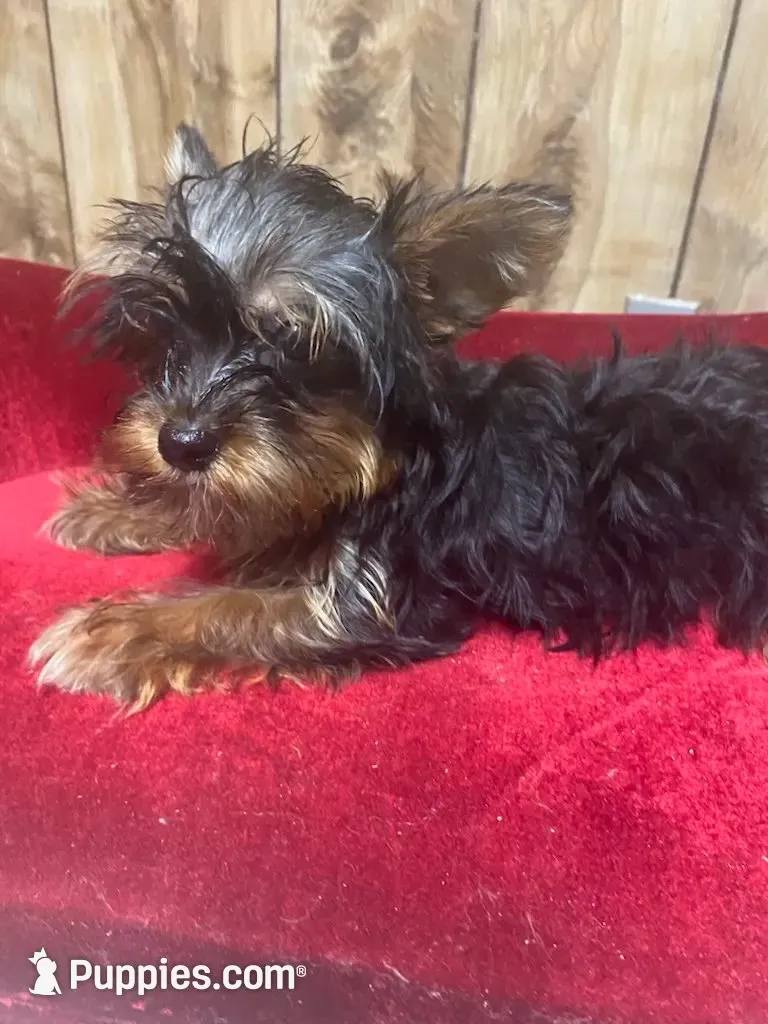 JIN  -TINY, a female Yorkshire Terrier for sale in Lafayette, LA – 2 of 4