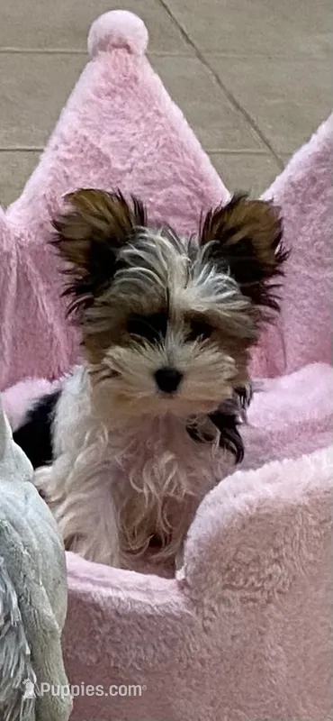 GIGI  – Yorkshire Terrier puppy for sale in Lafayette, LA