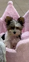 GIGI , a female Yorkshire Terrier for sale in Lafayette, LA – 1 of 1