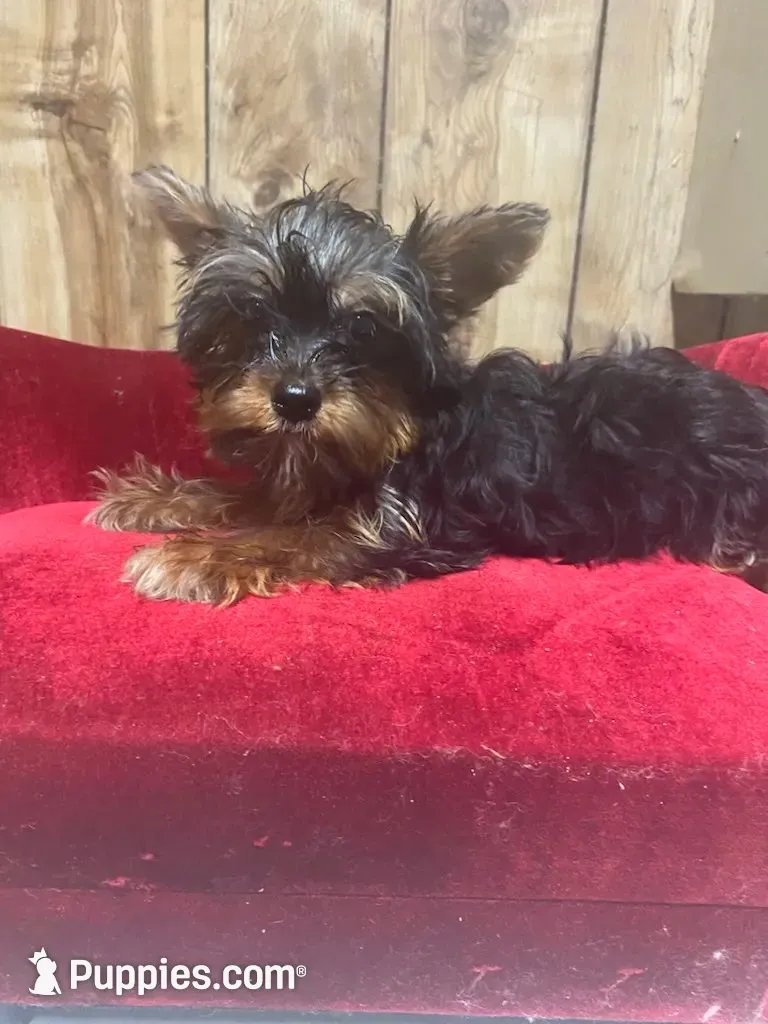 JIN  -TINY, a female Yorkshire Terrier for sale in Lafayette, LA – 1 of 4