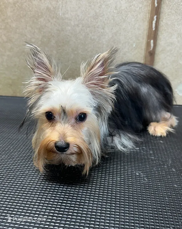 BEAU  – Yorkshire Terrier puppy for sale in Lafayette, LA