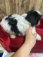 CHUCK , a male Yorkshire Terrier for sale in Lafayette, LA – 3 of 4