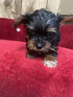 STAR , a female Yorkshire Terrier for sale in Lafayette, LA – 4 of 5