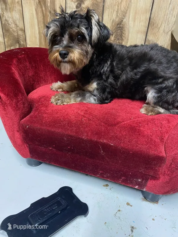 AVA – Yorkshire Terrier puppy for sale in Lafayette, LA