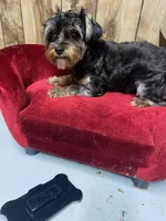 AVA, a female Yorkshire Terrier for sale in Lafayette, LA – 1 of 1