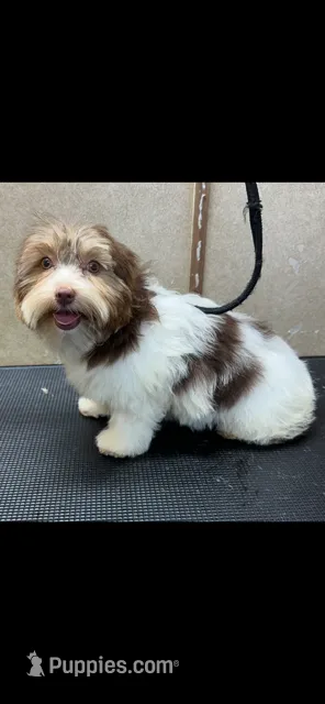 DOLLY – Yorkshire Terrier puppy for sale in Lafayette, LA