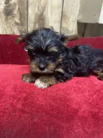 STAR , a female Yorkshire Terrier for sale in Lafayette, LA – 5 of 5