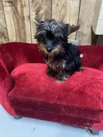 STAR -TINY, a female Yorkshire Terrier for sale in Lafayette, LA – 1 of 1
